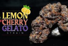 lemon cherry gelato strain