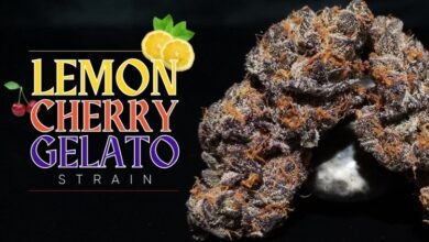 lemon cherry gelato strain